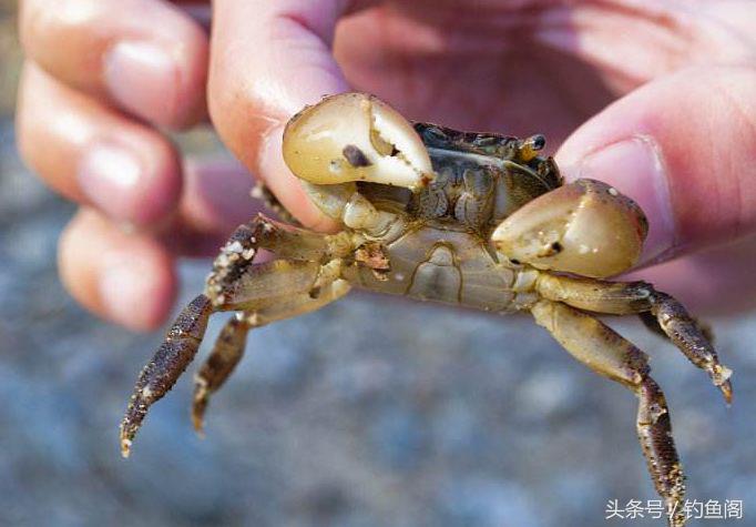 野钓怎么避免螃蟹闹窝,水库夜钓螃蟹闹窝咋办