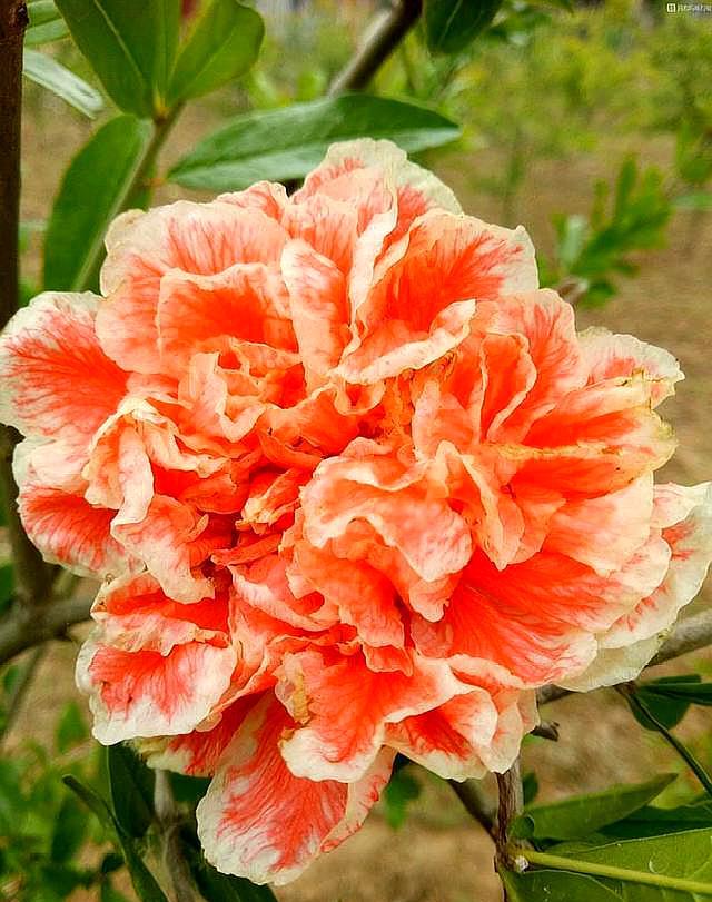 石榴树种盆里方法,石榴树栽盆里怎么种