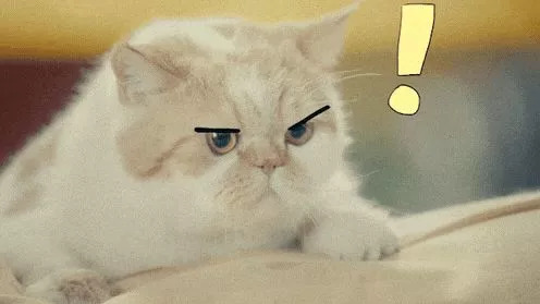 吸猫热潮来袭,养猫被忽悠的那些事