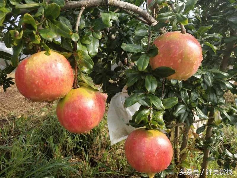 最爱的突尼斯软籽石榴,不用吐籽的突尼斯石榴