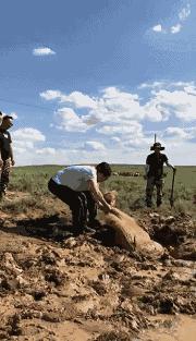 骆驼妈妈讲故事,骆驼妈妈完整版