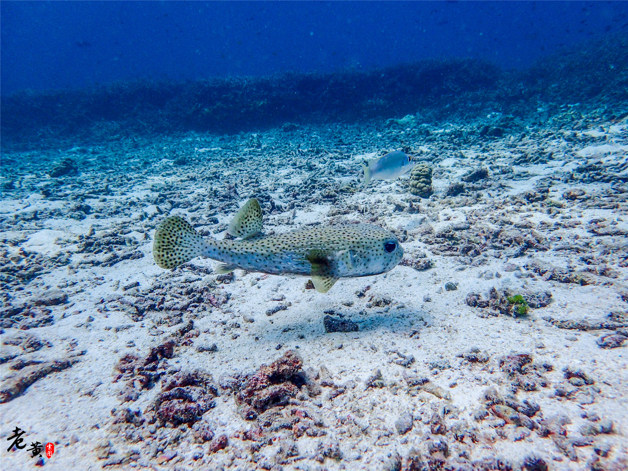 普吉岛深潜在哪里能遇到鱼群风暴,泰国大小皇帝岛潜水