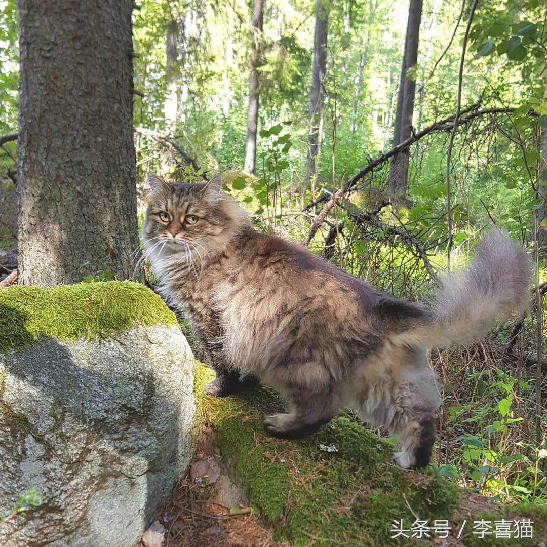 带猫咪出门循序渐进,带猫咪出门攻略