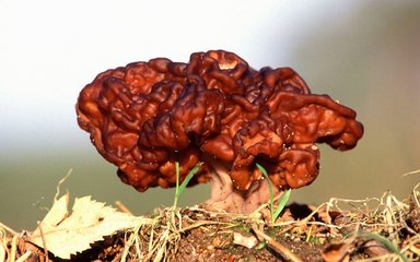 青海毒蘑菇图鉴,常见毒蘑菇图鉴福建