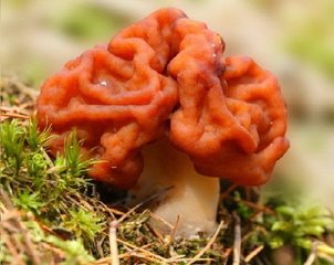 青海毒蘑菇图鉴,常见毒蘑菇图鉴福建