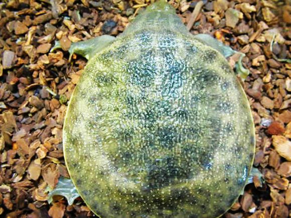 科普龟类知识视频展示,所有龟鳖类动物