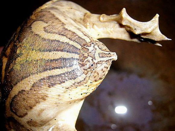 科普龟类知识视频展示,所有龟鳖类动物