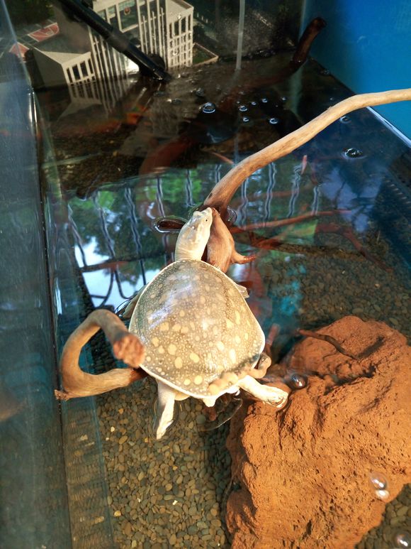 龟鳖目动物大全及图片,所有龟鳖类动物