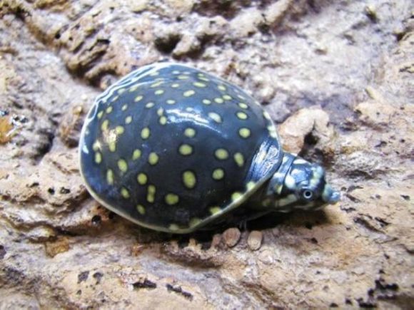 龟鳖目动物大全及图片,所有龟鳖类动物