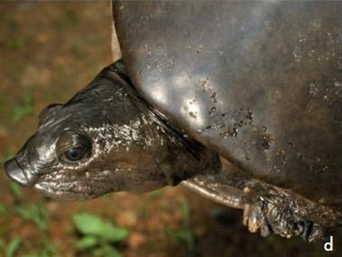 科普龟类知识视频展示,所有龟鳖类动物