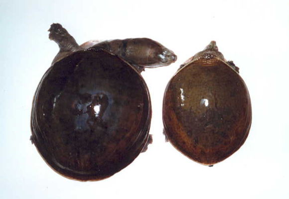 龟鳖目动物大全及图片,所有龟鳖类动物