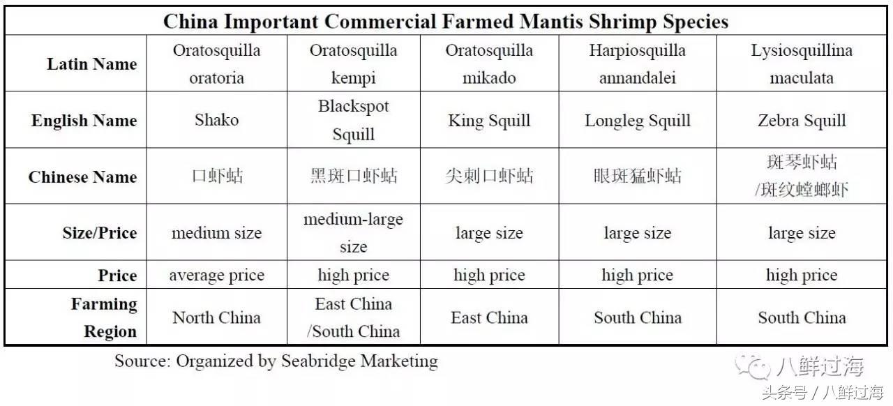 比手臂还大的皮皮虾吃起来超过瘾,比手臂还粗的皮皮虾你吃过了吗