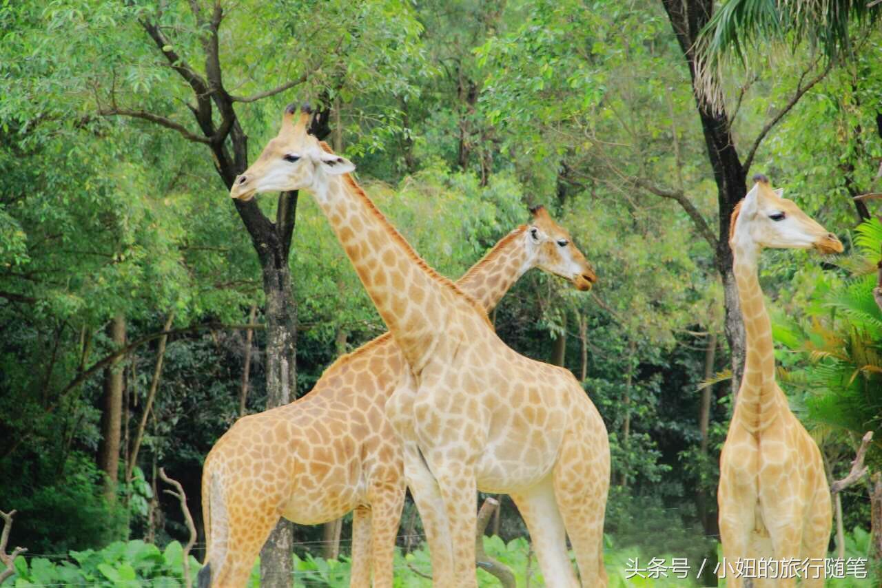 考拉最多的动物园,长隆动物园考拉园