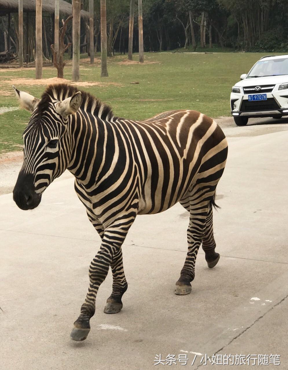 国内哪个动物园有考拉,广州长隆野生动物园考拉馆介绍