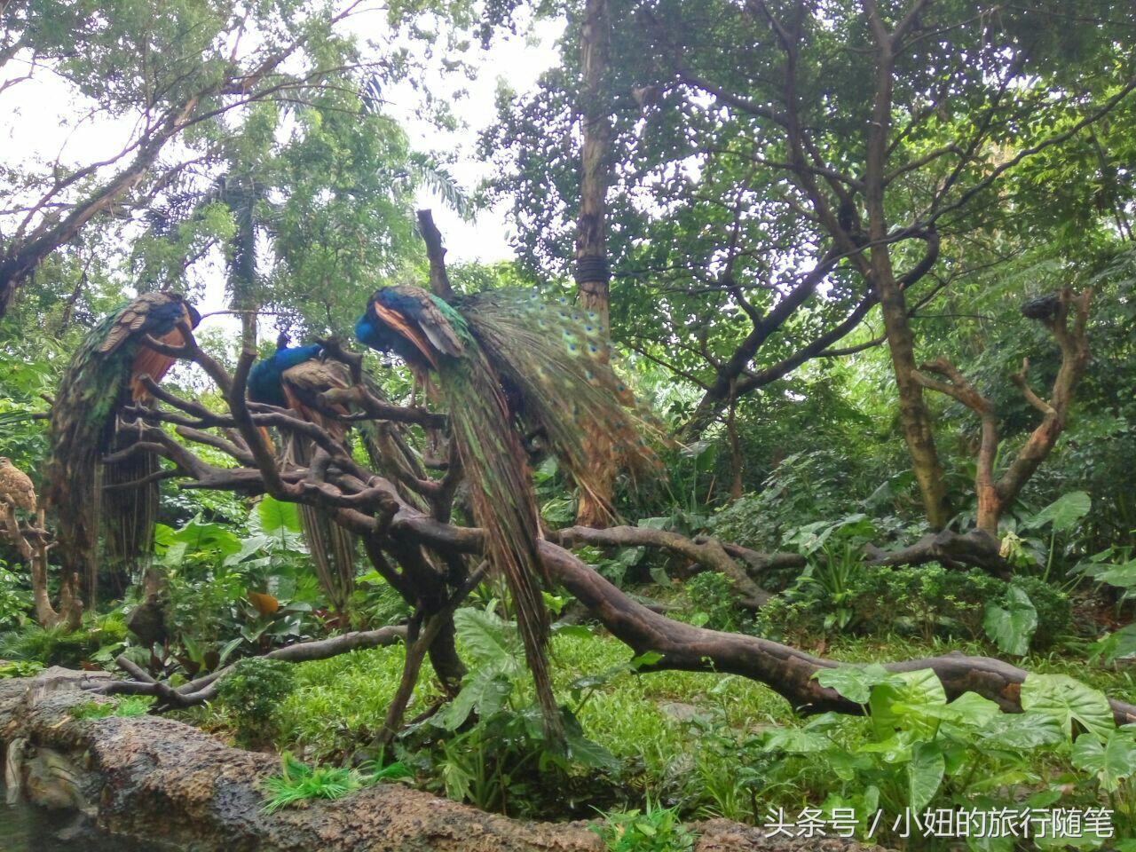 全国唯一可以看考拉的动物园,考拉野生动物园