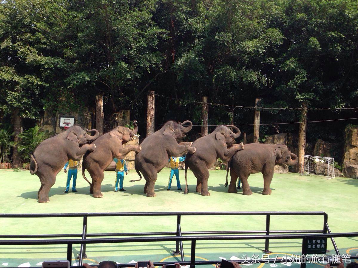 全国唯一可以看考拉的动物园,考拉野生动物园