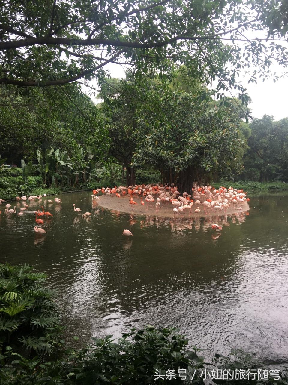 国内哪个动物园有考拉,广州长隆野生动物园考拉馆介绍