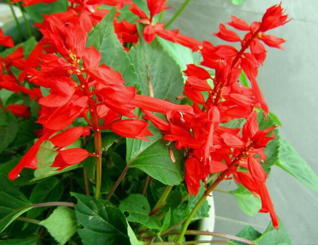 一种可以吸蜜的花,有一种红色的花可以吸蜜汁