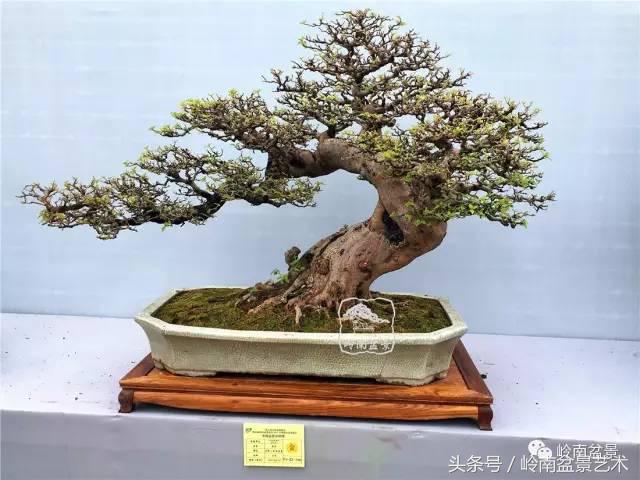 精品掌中宝三角梅盆景,顶级国宝级三角梅盆景