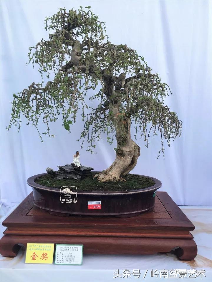 精品掌中宝三角梅盆景,顶级国宝级三角梅盆景