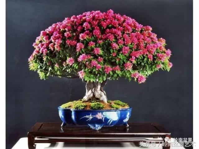 精品掌中宝三角梅盆景,顶级国宝级三角梅盆景