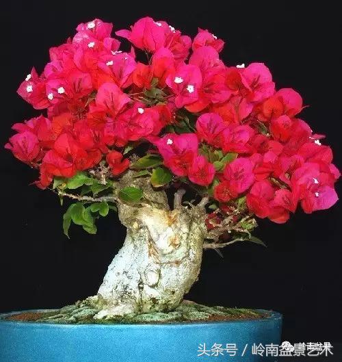 精品掌中宝三角梅盆景,顶级国宝级三角梅盆景