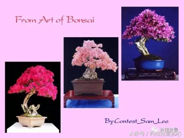 精品掌中宝三角梅盆景,顶级国宝级三角梅盆景