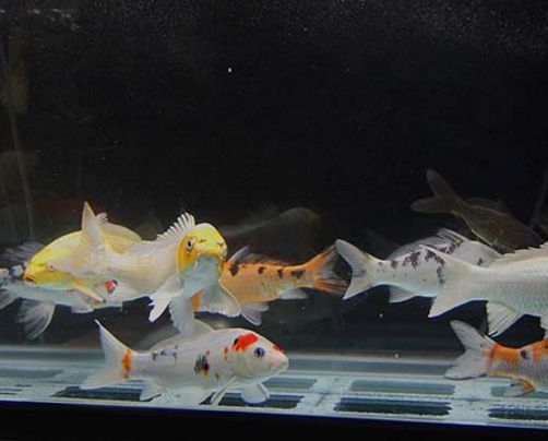 附着在滤材上面的是硝化细菌吗,水不没过生化滤材能有硝化细菌吗