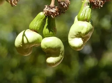 茄子，千万不能这样吃，否则后果很严重……