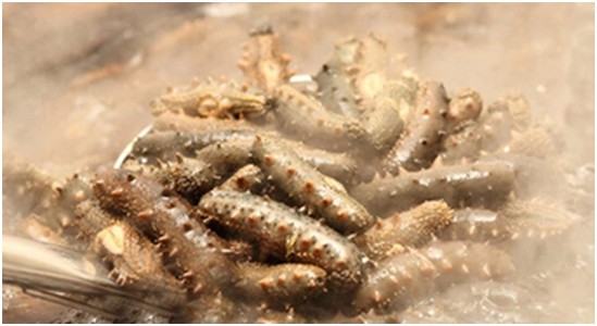 太热情，应邀来给大家介绍下家乡大连长海野生海参和当地生活！