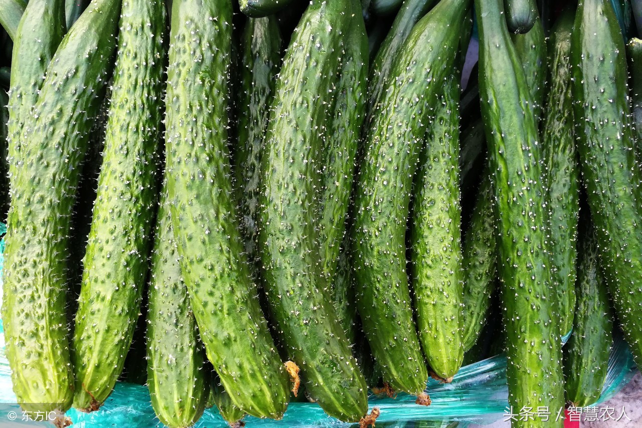 种植黄瓜变弯曲怎样办,黄瓜生长期怎么管理才能又直又长