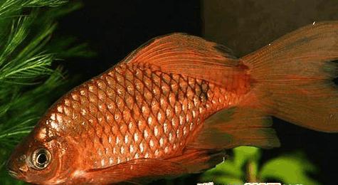 常见的热带鱼种类以及样子,热带观赏鱼种类大全和图片