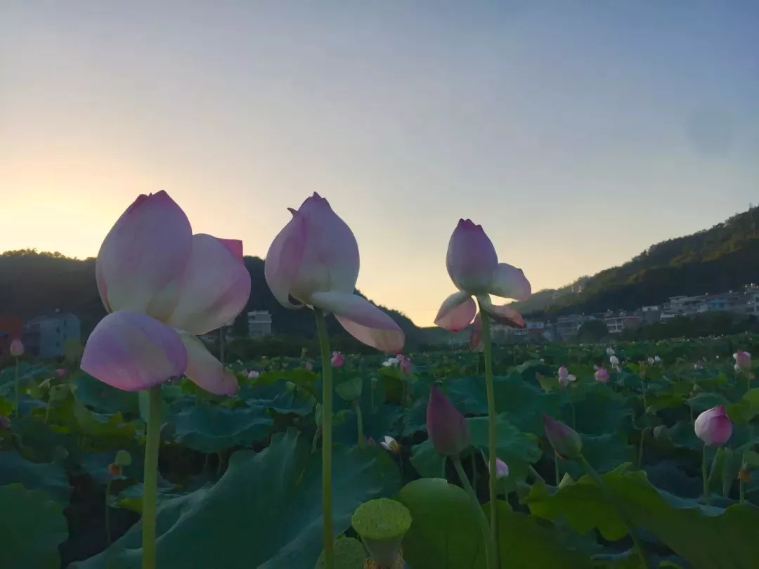 义乌彩色花海景点介绍,义乌梯田花海