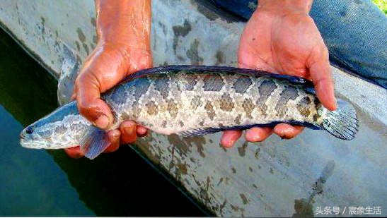 钓鱼零基础台钓知识大全,淡水鱼品种及习性大图