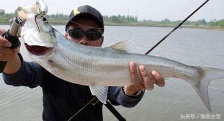 淡水鱼品种识别,溪流台钓常见鱼种