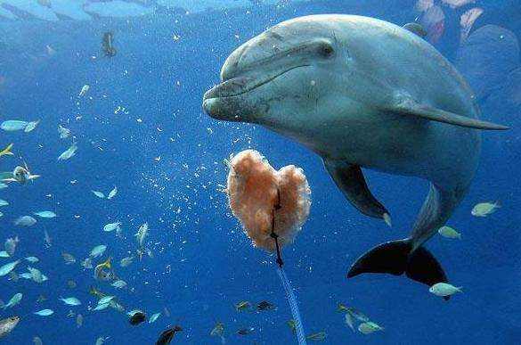 日本横滨自由行旅游攻略,去日本横滨旅游攻略