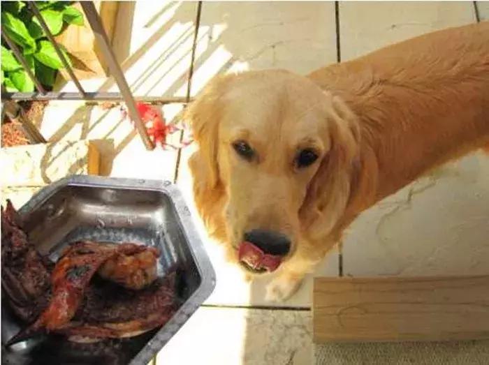 幼犬金毛吃多了会怎样,金毛吃多了拉稀需要禁食吗