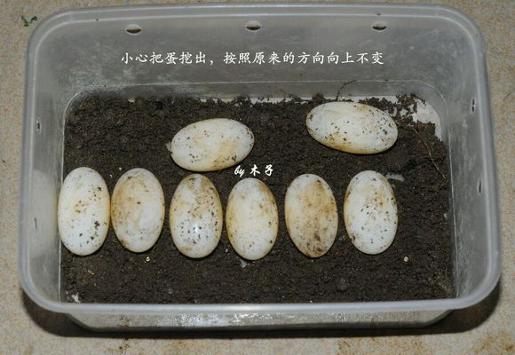 草龟繁殖经验分享孵蛋40天破壳,草龟孵化及幼龟养殖