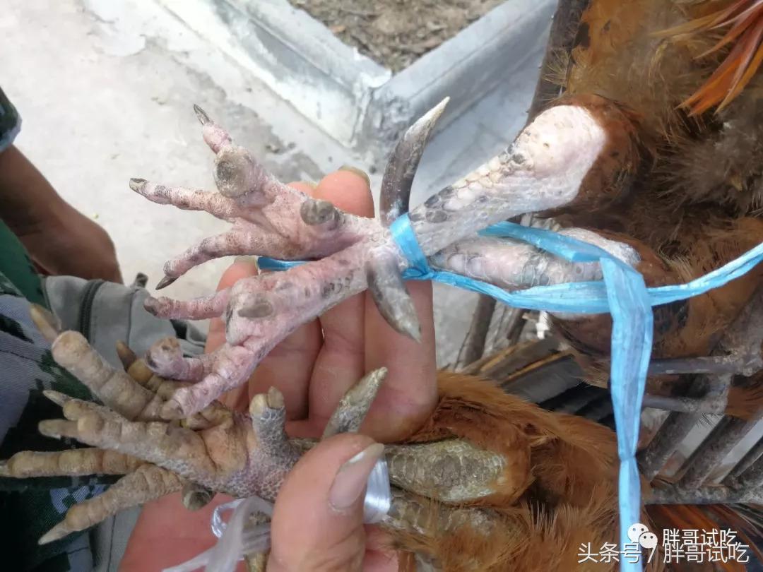 胖哥枣庄辣子鸡,邹坞辣子鸡试吃