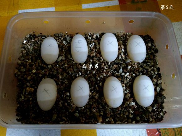 草龟繁殖经验分享孵蛋40天破壳,草龟孵化及幼龟养殖