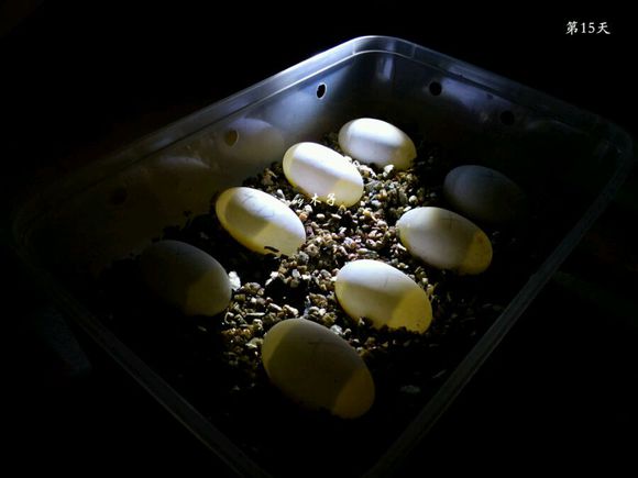 草龟繁殖经验分享孵蛋40天破壳,草龟孵化及幼龟养殖