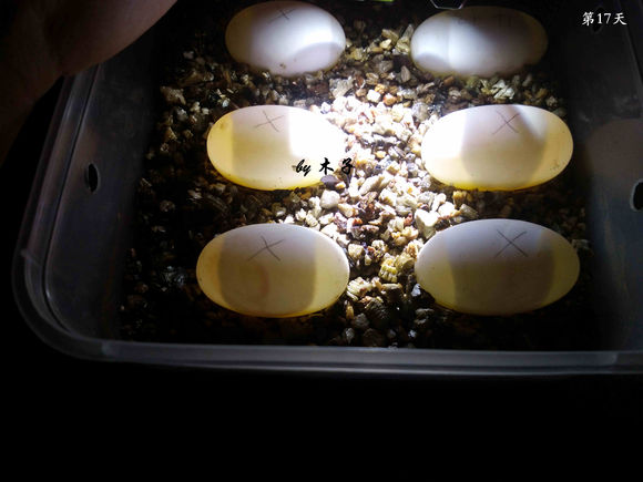 草龟繁殖经验分享孵蛋40天破壳,草龟孵化及幼龟养殖