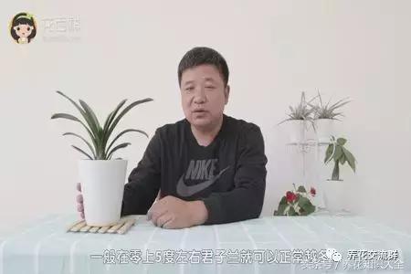 家中养什么花聚财旺家保平安,聚财旺家保平安