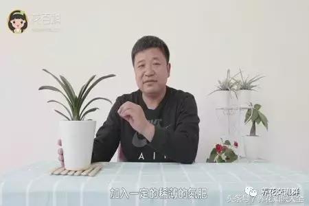 家中养什么花聚财旺家保平安,聚财旺家保平安
