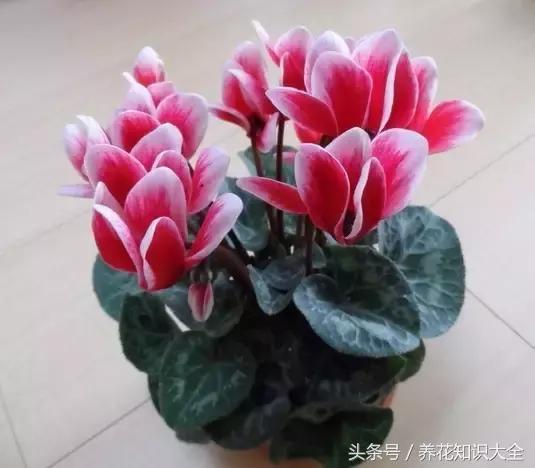 家中养什么花聚财旺家保平安,聚财旺家保平安