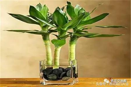 家中养什么花聚财旺家保平安,聚财旺家保平安