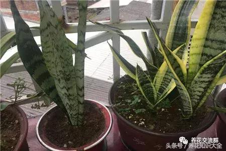 家中养什么花聚财旺家保平安,聚财旺家保平安