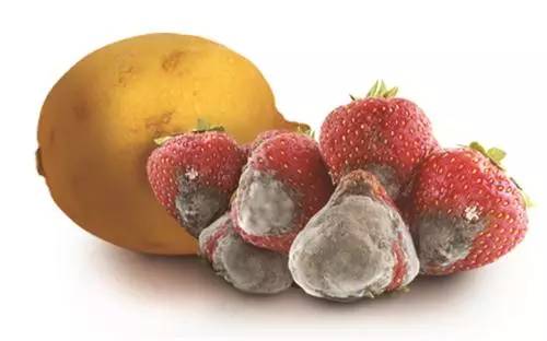 水果霉菌加热100度能杀死吗,如何杀掉水果表面霉菌