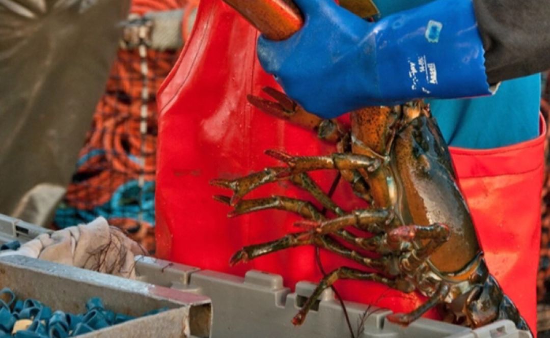 盒马最便宜帝王蟹,盒马帝王蟹视频