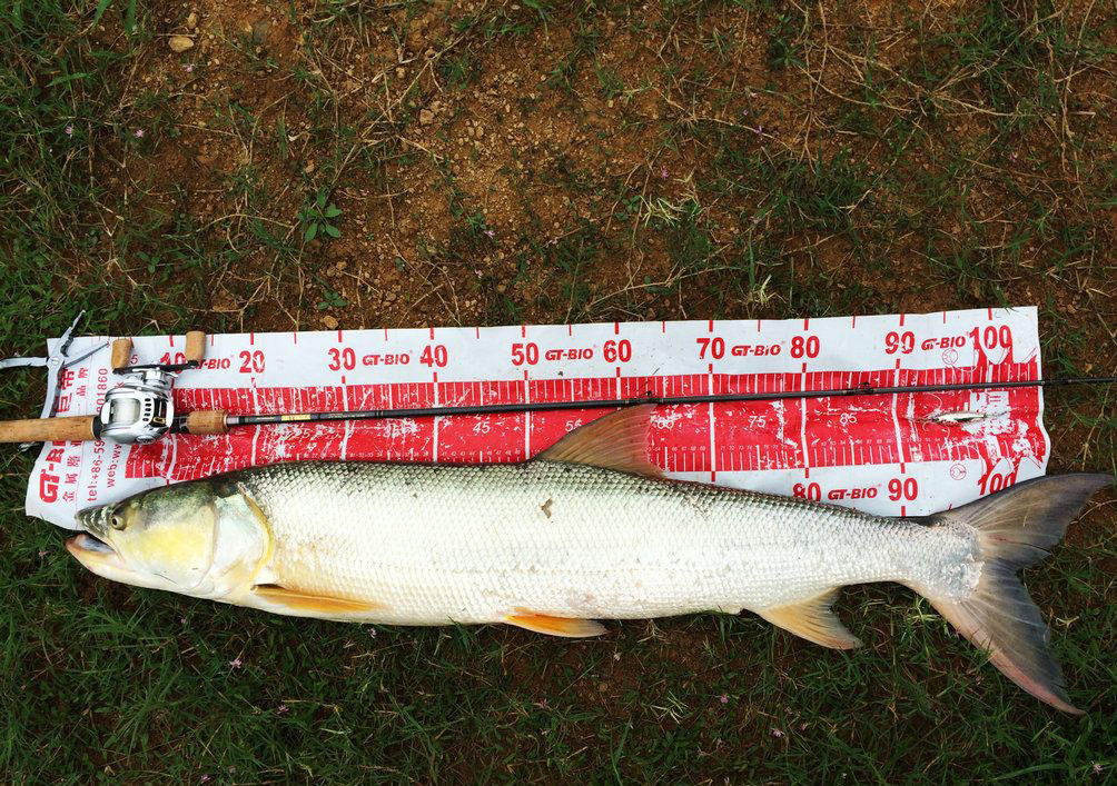 此鱼游泳迅速，行动敏捷，被广大钓友称为“水老虎”